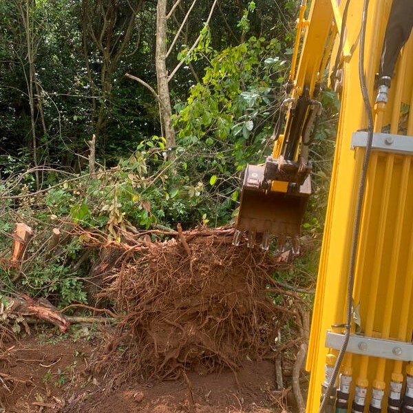 Tree Excavation Services